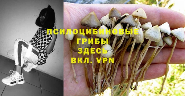 ГАЛЛЮЦИНОГЕННЫЕ ГРИБЫ Баксан